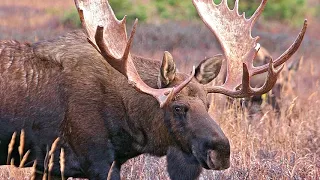 Fallow Deer   Animal Fact Files 2
