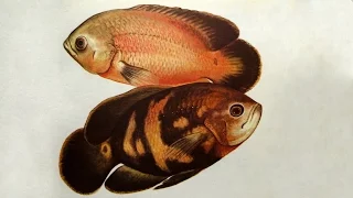 Астронотус (Astronotus ocellatus) - Аквариумные тропические рыбы № 15