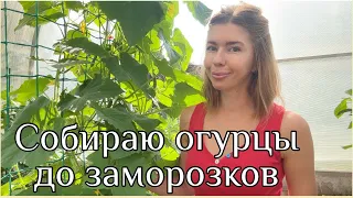 КАК ПРОДЛИТЬ ПЛОДОНОШЕНИЕ ОГУРЦОВ. Подкормки, обработки, формирование