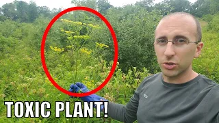HUGE Wild Parsnip Plant - And How to Kill It