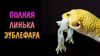 ПОЛНАЯ ЛИНЬКА ЭУБЛЕФАРА