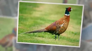 What Do Wild Pheasants Eat? A Complete Guide on Pheasants Diet!!