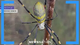 Giant venomous spiders that can fly headed to East Coast | Morning in America