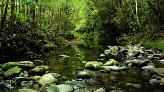 Relax with green forest sounds. birds chirping. the stream flows gently. ASMR