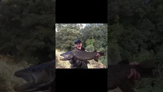 GIANT BROWN TROUT [ 11 POUNDS ] #flyfishingnz #browntrout #hugetrout #trout #flyfishing #fishing #nz