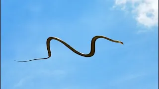 Flying Snake Real Video / Udne Wala Saap