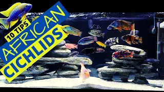 African Cichlid Tank - Top 10 Must Know