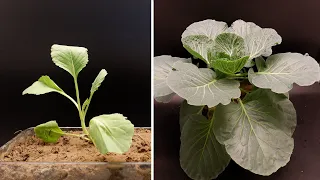 Growing Cabbage in 100 Days Time Lapse