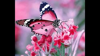 Most Beautiful Butterflies | Cute Butterflies flying | Kinds of butterflies