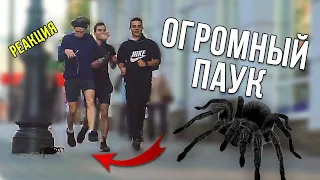 Огромный Паук На Центральной Улице Города / Big Scary Spider On Central Street PRANK