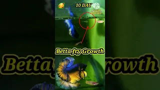 Newborn Betta fish fry fast growth live feed #shorts #bettafish #breeding #fish #short#youtubeshorts