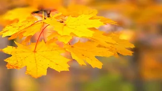 ELDAR MANSUROV . Melodiya. Autumn Park with relax music. Осінній парк із спокійною музикою. Photos.