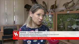 Рыб с лёгкими и других необычных тварей собрал учитель из Академгородка