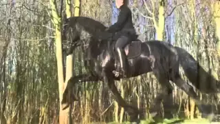 Krasava! Black stallion.  Красава! Вороной жеребец.
