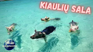 Kiaulių sala | Laimingiausių pasaulyje gyvūnų namai (Jūsų prašytas Video)