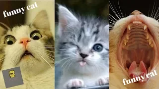 Cute and Funny Cat Videos to Keep You Smiling!