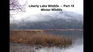 Liberty Lake Wildlife Part 19:   Winter Wildlife