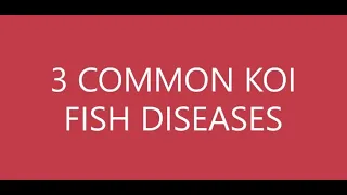 3 COMMON KOI FISH DISEASES IN BACKYARD | Koi Diseases  | Fin ROT | Mouth ROT | Diseases Treatment