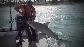 Blacktip Shark {Catch Clean Cook} Juicy Shark Chops