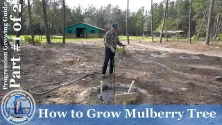 How to Grow Mulberry Tree PROGRESSION Growing Guide # 1
