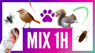 Mix 1h de jeux pour chat sur écran, oiseaux, lasers et jouets divers