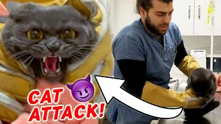TIGER CAT ATTACK! (He bit through the gloves!) #TheVet
