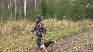 Поездка в Кировскую область на испытания гончих по зайцу беляку