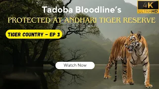 Tadoba's Bloodline Protected at Andhari Tiger Reserve - EP 3