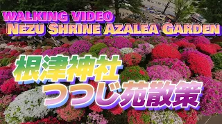 根津神社つつじ苑散策  Nezu Shrine Azalea Garden