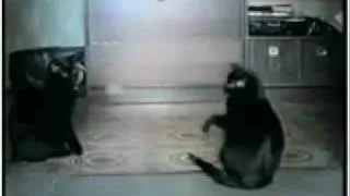 FUNNY CAT : - THE BEST VIDEO YOU'LL EVER SEE (123Channels.com)