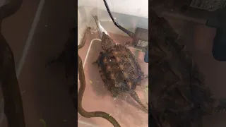 Грифовая черепаха Alligator snapping turtle