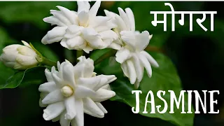 Facts about Jasmine