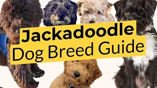 Best Jackadoodle Dog Breed Guide 📃🔴 2023 🔴