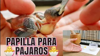 Papilla casera para pichones de Canarios, Finches, Jilgueros y otras AVES