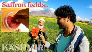 Saffron fields in Kashmir (Lethipora), INDIA