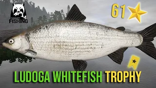 Ludoga Whitefish Trophy at Ladoga Lake - Russian Fishing 4 #rf4