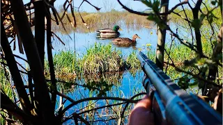 BEST DUCK HUNTING. I only kill males