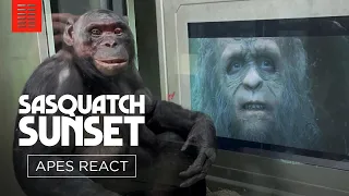 Apes Watch Sasquatch Sunset with Jesse Eisenberg and the Zellner Bros