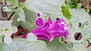 Beautiful but toxic blooms of datura or devil's trumpet