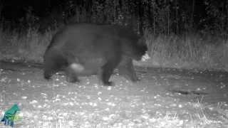 Huge fat bear in Northern Minnesota