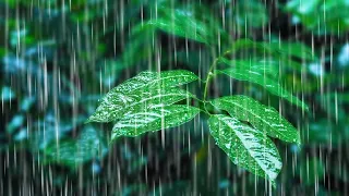 Rainfall on Forest Foliage | Rainstorm Sounds for Sleeping