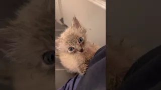 Fennec Fox (not a fox) is both the sassiest and crustiest kitten around | fortheloveofkittenrescue