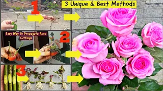 3 New Ideas: How to grow rose cuttings with best natural rooting hormone| Grow Rose Cuttings| Garden