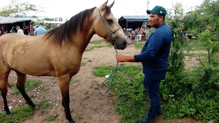 Melhor Feira de Cavalo é em Caruaru -PE Potro á partir R$1.000 reais hoje terça (16/04/24)