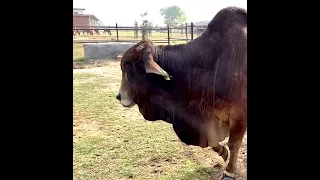 A Sahiwal Bull at Hetha