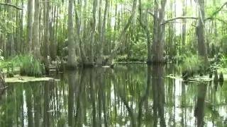 Louisiana Bayou