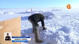 Массовую гибель рыбы на Балхаше сняли на видео