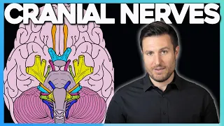 Easiest Way to Remember Cranial Nerves | Corporis