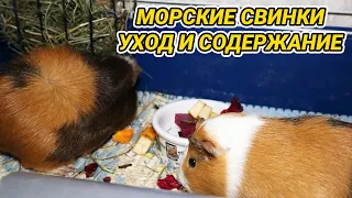 Морские свинки - уход и содержание в домашних условиях