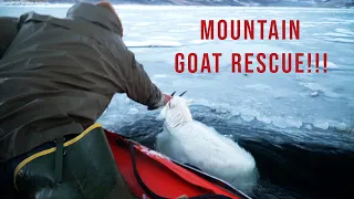 Unbelievable!! Mountain Goat Rescued After Falling Through Ice!!